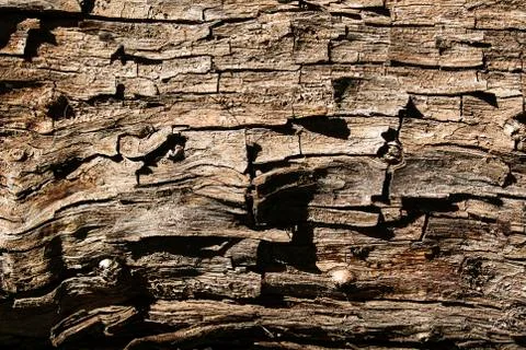Bark of tree Stock Photos