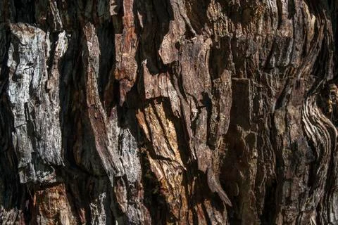Bark of tree Foto stock