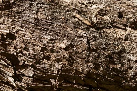 Bark of tree Foto stock