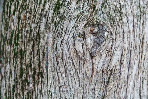 Bark of tree Stock-Fotos