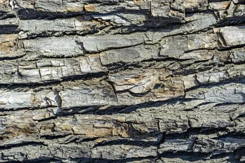 Bark of tree. Stock Photos