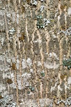 The bark of the tree. Stock Photos