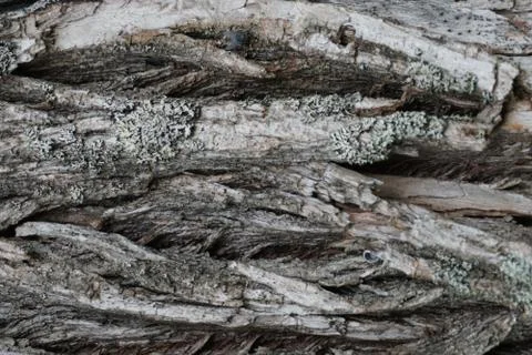 Bark of tree Stock Photos