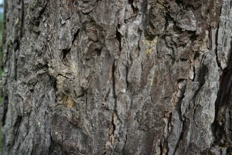 	bark of tree  Stock Photos