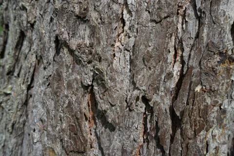 	bark of tree  Stock Photos