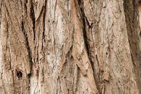 Bark of a tree. Stock Photos