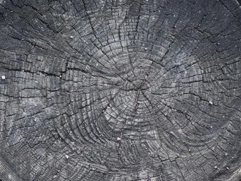 Bark of tree Foto stock