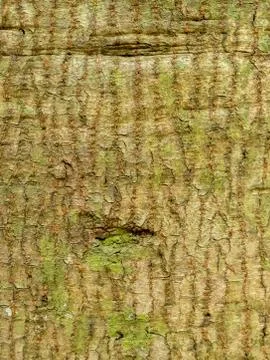 Bark of Tree Stock Photos