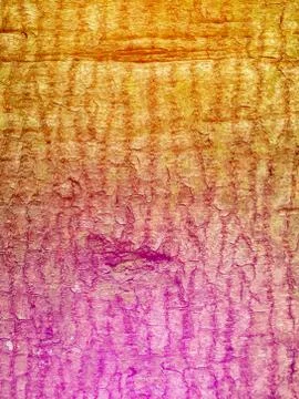 Bark of Tree Stock Photos