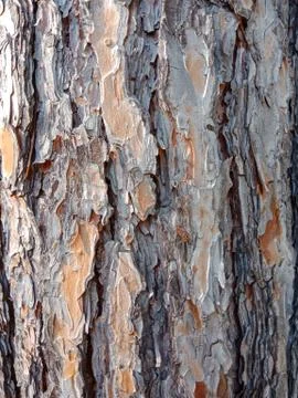 Bark of tree. Stock Photos