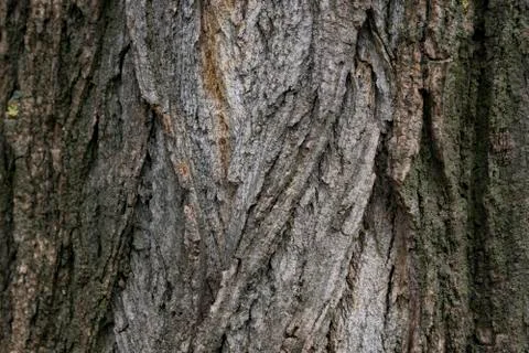 Bark of tree Stock Photos