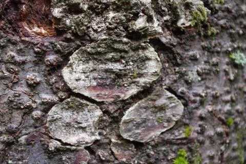 Bark tree 스톡 사진