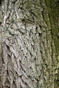 Bark of tree Stock Photos