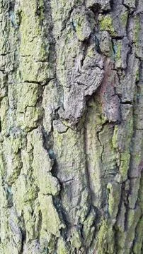 Bark of tree Stock Photos