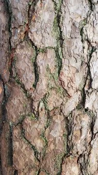 Bark of tree Stock Photos