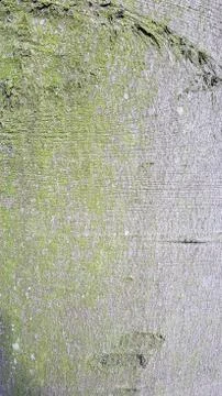 Bark of tree Stock Photos
