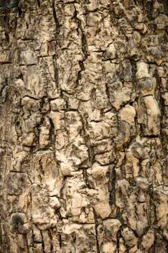 Bark Tree Stock Photos