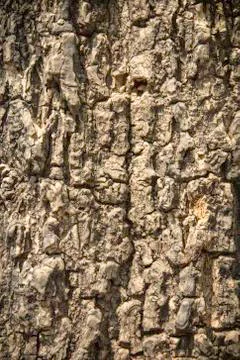 Bark Tree Stock Photos