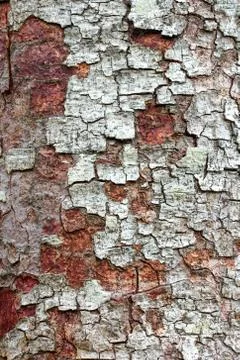 Bark Tree Stock Photos