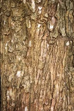 Bark Tree Stock Photos