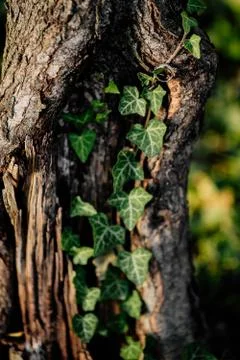 Bark of a tree	 Stock Photos
