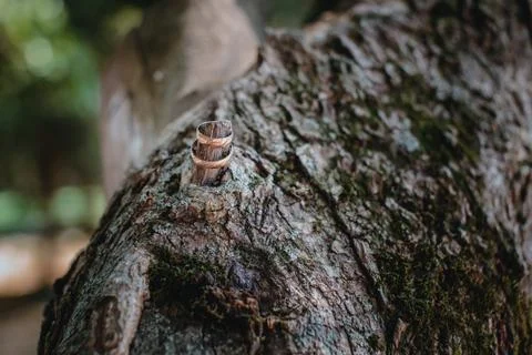 Bark of a tree Foto stock