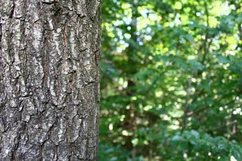 Bark of a tree Stock Photos