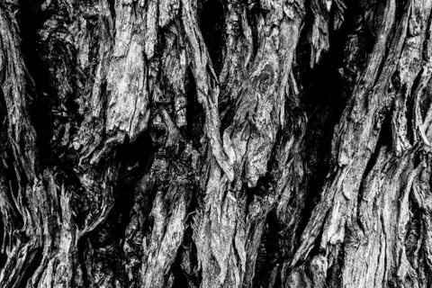 A bark of A tree Stock Photos