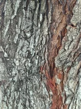 Bark of a tree Foto stock