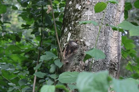 Bark of a tree Stock Photos