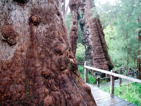 The bark of a tree Stock Photos