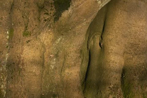 The bark of a tree Stock Photos