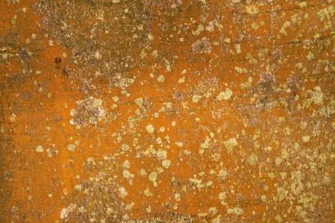 The bark of a tree Stock Photos