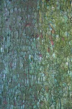 The bark of a tree Stock Photos
