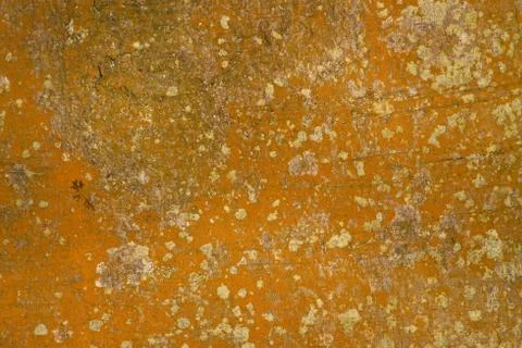 The bark of a tree Stock Photos