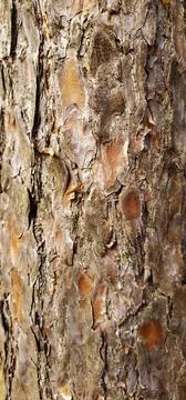 Bark of a tree Stock Photos