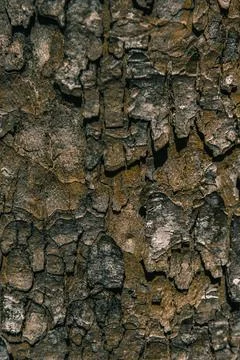 Bark of a tree Foto stock