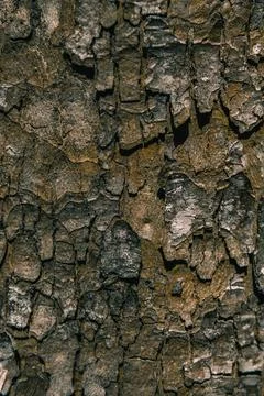 Bark of a tree Foto stock