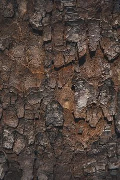 Bark of a tree Stock Photos