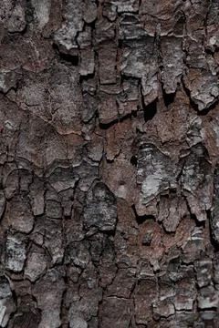 Bark of a tree Foto stock