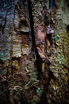 Bark on a tree Stock Photos