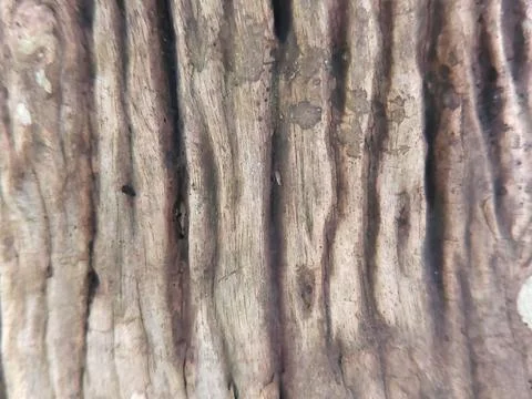 Bark of tree Foto stock