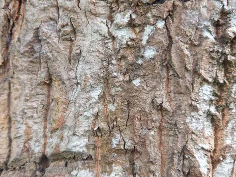 Bark of tree Stock Photos