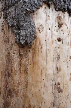 Bark of a tree Stock Photos