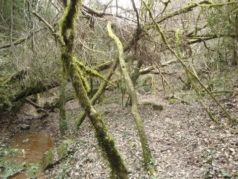 The bark of a tree Stock Photos
