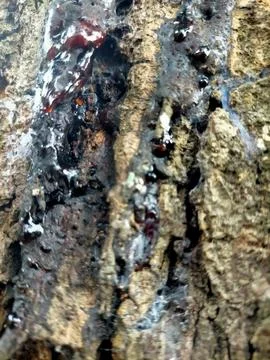 Bark Tree Stock Photos