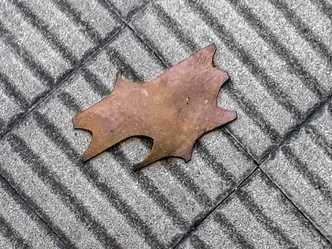 Bark Tree Piece at Sidewalk Tile Stock Illustration