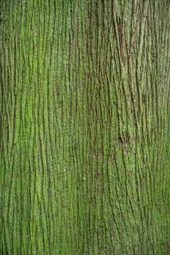 Bark of tree pine covered with green moss Stock Photos