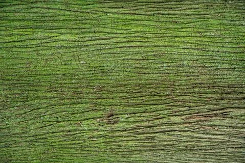 Bark of tree pine covered with green moss Stock Photos