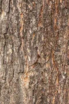 Bark of tree. Pine tree bark texture. Aged and dry tree bark. Rough material. Foto stock